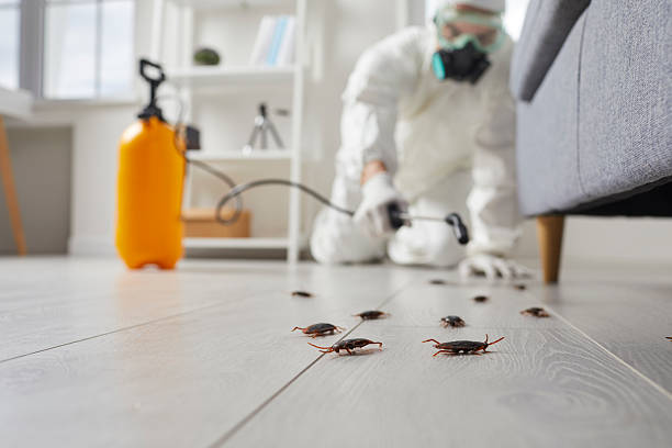 Commercial Kitchen Cockroach Control in Ringgold